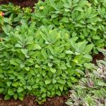 Aromatiques - Sauge Officinale - BIO - face recto